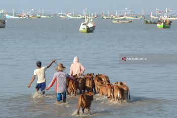 Harga Anakan Sapi Madura Naik