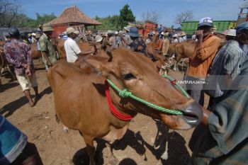 Harga Sapi Madura Naik