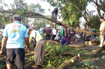 Mobil penumpang rusak parah tertimpa pohon tumbang