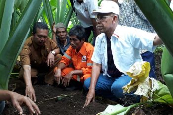 Ini dia budidaya talas tingkatkan ekonomi masyarakat  Tanah Datar