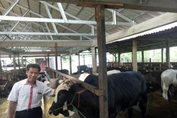 Peternak mulai pasok hewan qurban