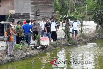 Hasilnya menggiurkan, masyarakat desa di Kotim makin bersemangat membudidayakan ikan