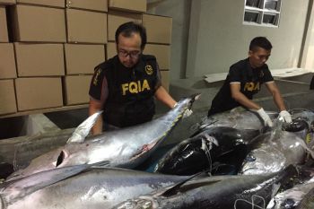 Sebelum diekspor, BKIPM pastikan ikan tuna bebas penyakit berbahaya (Video)