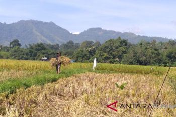 Diserang hama tikus, produksi gabah Kecamatan Guguak Limapuluh Kota turun 50 persen