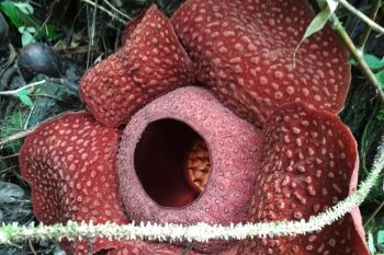 Lokasi tumbuh rafflesia di Agam segera dijadikan taman wisata alam