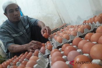 POLDA NTB pantau lonjakan harga telur