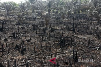 BPPT luncurkan teknologi pemanfaatan lahan tanpa bakar