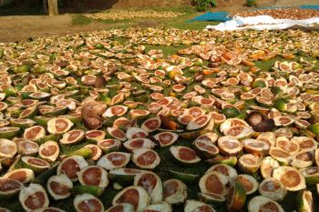 Harga komoditas pinang di Limapuluh Kota anjlok ke Rp7.500 per kilogram