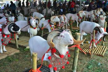 Bupati Madiun Tawarkan Sapi Juara Kontes ke Jokowi untuk Hewan Kurban
