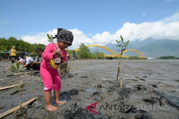 Anak kecilpun menanan Mangrove di Palu
