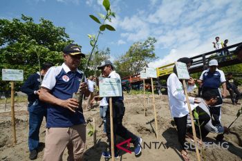 Tanam Mangrove di Palu peringati hari mangrove internasional