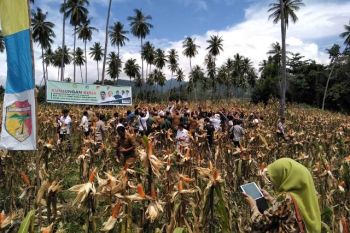 Menteri Pertanian panen jagung di Tojo Unauna