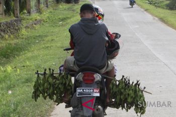 Harga Petai melonjak drastis di Agam