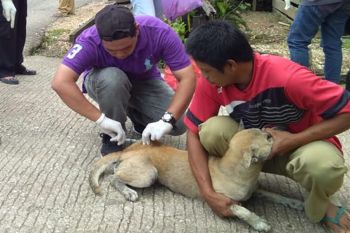 Cegah rabies, Pemkab Barut imbau warga jaga hewan peliharaan