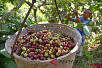 Produksi kopi nasional