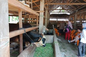 Menyongsong penerapan i-ternak, Agam mulain registrasi kandang sapi warga
