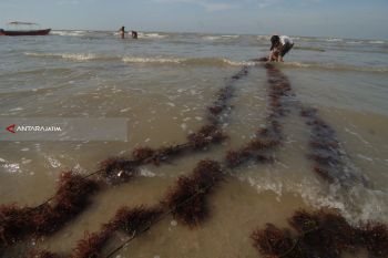 Rumput Laut Sayur