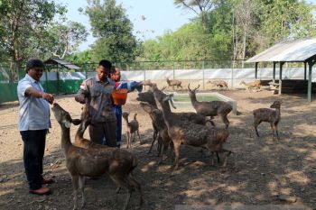 KPH Parengan akan Lepaskan Empat Rusa Jawa