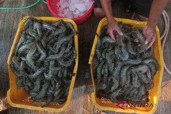 A silver lining in the US tariff policy for Indonesia's economy