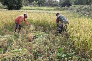 Babinsa Merauke bantu warga Wambi panen padi