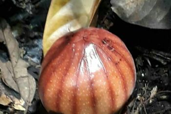 Bunga langka Rhizanthes Lowii ditemukan di Agam