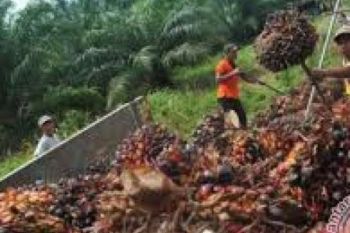 EOF: Empat Perusahaan Besar Tampung Sawit Ilegal