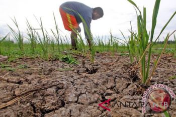 Sembilan kabupaten/kota NTB alami kekeringan