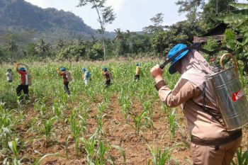 Gerakan Pengendalian OPT Jagung dilaksanakan di Desa Lambur