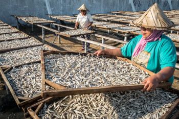 Harga ikan teri turun