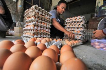 Harga telur tembus Rp45 ribu per papan