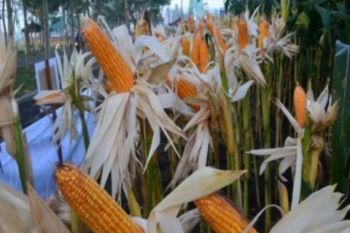 Indonesia tak perlu impor benih jagung
