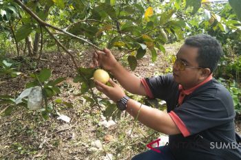 Berwisata memetik jambu biji, mari ke Padang Pariaman