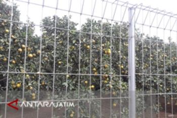 Pemkab Malang Eksplor Potensi Wisata Agro