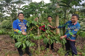 Waykanan kembangkan kopi robusta melalui kebun percontohan