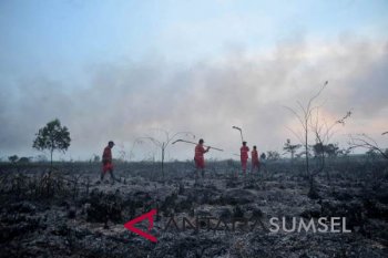 Sumsel butuh dana Rp92 miliar untuk restorasi gambut