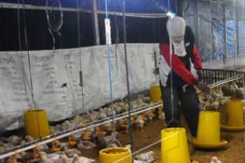 Harga pakan naik 20 persen, peternak ayam terancam rugi
