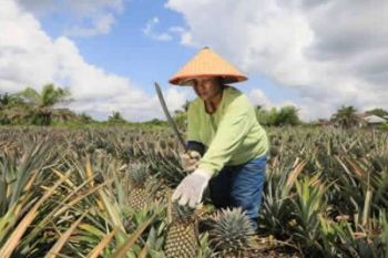 Kisah Petani Nenas yang Mampu Kuliahkan Anak ke Perguruan Tinggi