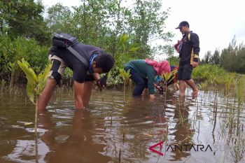 Komunitas Tabuik Diving Club telah tanam 70 ribu bibit mangrove di Pariaman