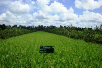 Padi-jeruk pemanfaatan lahan rawa yang menjanjikan