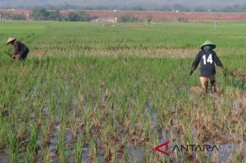Diserang sundep, puluhan hektare tanaman padi di Batang terancam puso