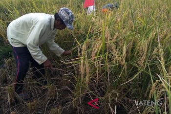 Harga gabah di Jateng selatan naik