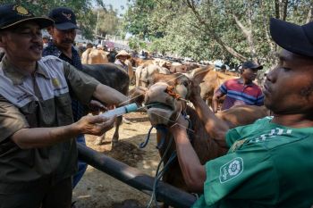 MUI sosialisasikan pentingnya pemeriksaan hewan kurban agar penuhi persyaratan