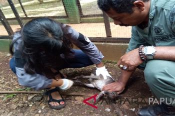 Mayoritas satwa yang diamankan BBKSDA Papua alami kecacatan