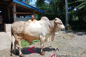 Ini dia kebutuhan untuk pemotongan hewan kurban Agam tahun ini
