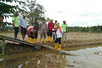 DPRD dukung optimalisasi sawah organik pola mina padi