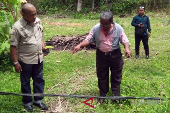PLN segera perbaiki kabel listrik yang menjulai di Sikucua