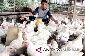 Setiap RTM dibantu dengan bibit ayam oleh Kementan
