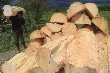 Usaha pembuatan tepung sagu