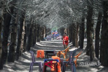 Wisata Hutan Cemara