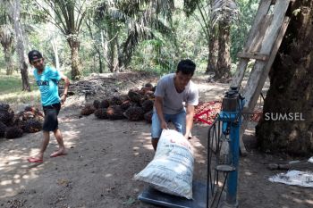 Harga TBS di tingkat petani Bangka naik menjadi Rp900/Kg